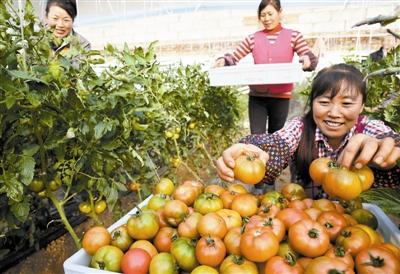 水果番茄 新晉甜心，引爆市民餐桌的蔬菜新寵