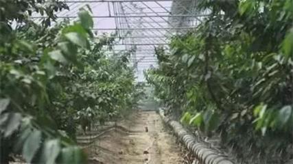 石家莊26個風光秀麗的現代農業園區，你去過哪一個？——蔬果采摘體驗指南