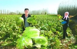 豐收季，周末帶孩子來這里 DIY手指蔬菜采摘與田園種植體驗